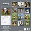 British Bulldog Calendar